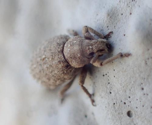 Romualdius angustisetulus